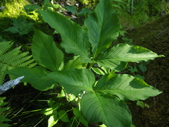 Arisaema stewardsonii