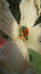 Diabrotica limitata