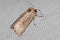 Mythimna congrua