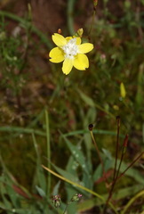 Moraea bituminosa