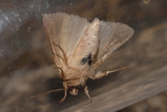 Mythimna congrua