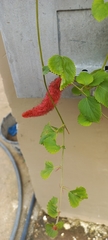 Acalypha pendula