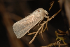 Mythimna congrua