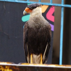 Caracara plancus
