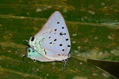 Pseudolycaena marsyas