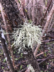 Ramalina farinacea