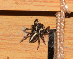 Evarcha denticulata