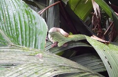 Bothriechis schlegelii