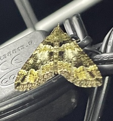 Crasilogia gressitti