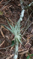 Tillandsia gardneri
