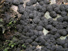 Jackrogersella cohaerens