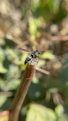 Pachodynerus californicus
