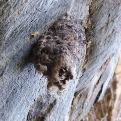 Panyptila cayennensis