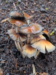 Coprinellus bipellis