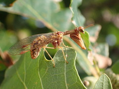 Mantispa styriaca