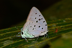 Pseudolycaena marsyas
