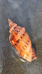 Alcithoe arabica