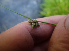Isolepis prolifera
