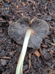 Coprinellus bipellis