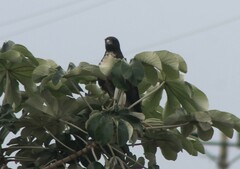Geranoaetus melanoleucus