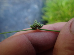 Isolepis prolifera