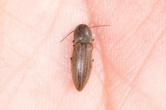 Agriotes lineatus