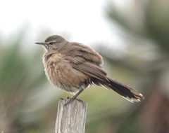 Cercotrichas coryphoeus