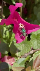 Euglossa viridissima