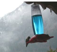 Selasphorus platycercus