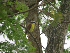 Pitangus sulphuratus