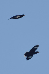 Acridotheres grandis