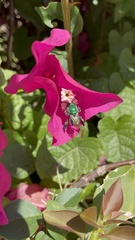 Euglossa viridissima