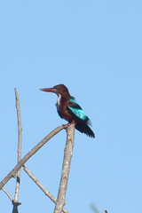 Halcyon smyrnensis perpulchra