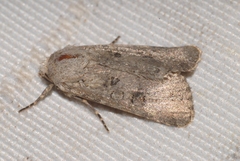 Anarta sodae