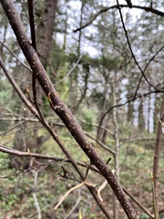 Oemleria cerasiformis