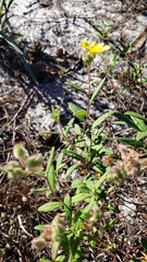 Crocanthemum corymbosum