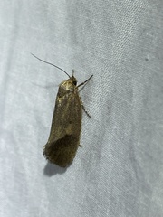 Pycnocera hypoxantha