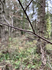 Oemleria cerasiformis