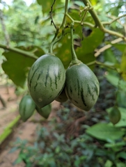 Solanum betaceum