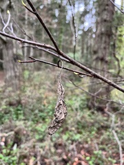 Oemleria cerasiformis