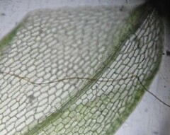Funaria hygrometrica