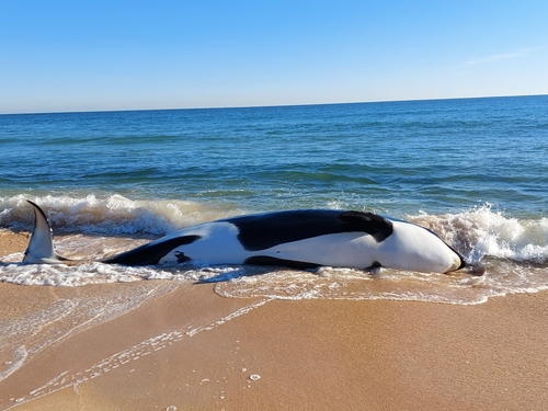Orca photographed in Florida