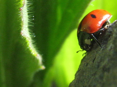 Coccinella