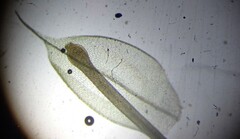 Funaria hygrometrica