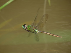 Anax concolor