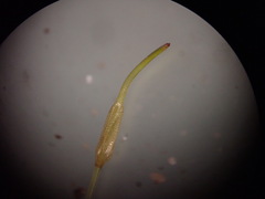 Funaria hygrometrica
