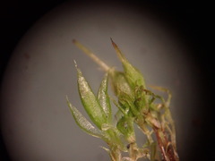 Funaria hygrometrica