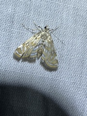 Parapoynx polydectalis