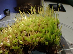 Funaria hygrometrica