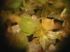 Funaria hygrometrica
